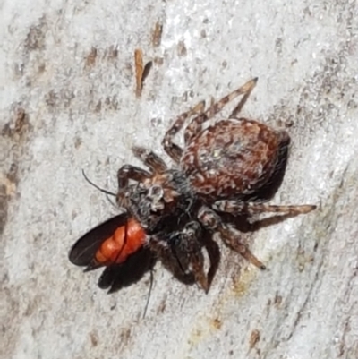 Servaea incana (Hoary Servaea) at Goulburn Mulwaree Council - 12 Apr 2021 by trevorpreston