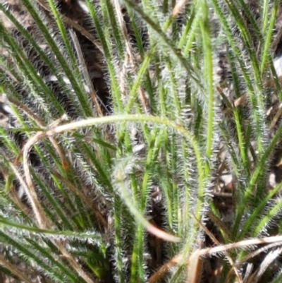 Poaceae (family) (Unidentified Grass) at Goulburn Mulwaree Council - 12 Apr 2021 by trevorpreston