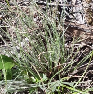 Poaceae (family) at Gundary, NSW - 12 Apr 2021 10:49 AM