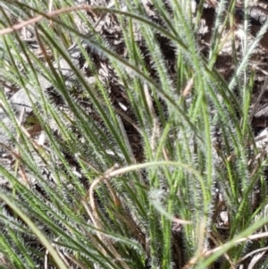 Poaceae (family) at Gundary, NSW - 12 Apr 2021