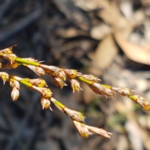 Lepidosperma laterale at Gundary, NSW - 12 Apr 2021