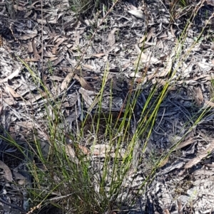 Lepidosperma laterale at Gundary, NSW - 12 Apr 2021 10:48 AM