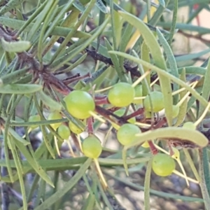 Persoonia linearis at Gundary, NSW - 12 Apr 2021