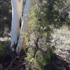 Persoonia linearis at Gundary, NSW - 12 Apr 2021