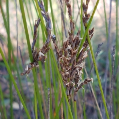 Lepidosperma urophorum (Tailed Rapier-sedge) at Gundary, NSW - 12 Apr 2021 by trevorpreston