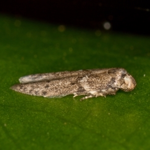 Blastobasis (genus) at Melba, ACT - 18 Mar 2021