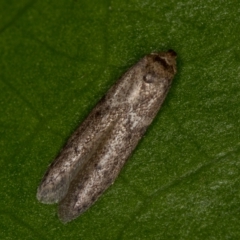 Blastobasis (genus) at Melba, ACT - 18 Mar 2021 01:39 PM