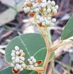 Pomaderris sp. at Gundary, NSW - 12 Apr 2021 by tpreston