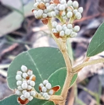 Pomaderris (genus) at Gundary, NSW - 12 Apr 2021 by trevorpreston
