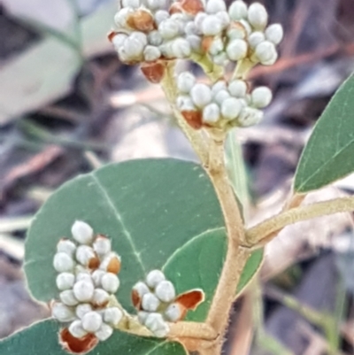 Pomaderris sp. at Gundary, NSW - 12 Apr 2021 by tpreston