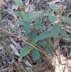 Pomaderris sp. at Gundary, NSW - 12 Apr 2021