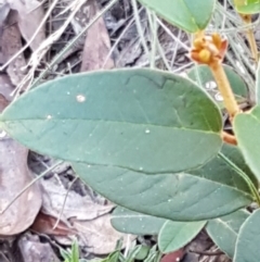 Pomaderris sp. at Gundary, NSW - 12 Apr 2021