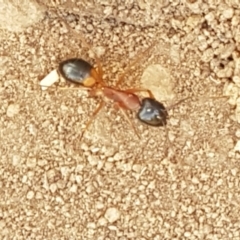 Camponotus consobrinus (Banded sugar ant) at Goulburn Mulwaree Council - 12 Apr 2021 by trevorpreston