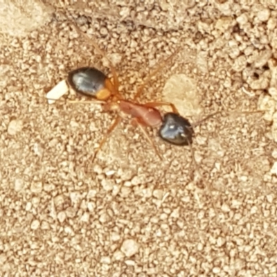 Camponotus consobrinus (Banded sugar ant) at Gundary, NSW - 12 Apr 2021 by tpreston