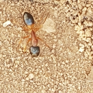 Camponotus consobrinus at Gundary, NSW - 12 Apr 2021