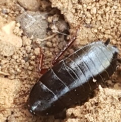 Platyzosteria similis at Gundary, NSW - 12 Apr 2021