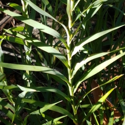 Stypandra glauca (Nodding Blue Lily) at Pomaderris Nature Reserve - 12 Apr 2021 by tpreston