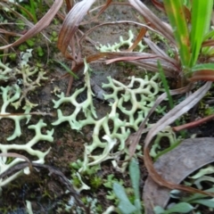 Xanthoparmelia semiviridis at Sweeney's Travelling Stock Reserve - 7 Apr 2021 by AndyRussell