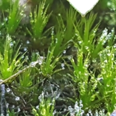 Campylopus (A moss) at Pomaderris Nature Reserve - 12 Apr 2021 by trevorpreston