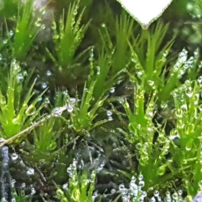 Campylopus (A moss) at Gundary, NSW - 12 Apr 2021 by tpreston