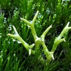 Cladia aggregata (A lichen) at Pomaderris Nature Reserve - 12 Apr 2021 by tpreston