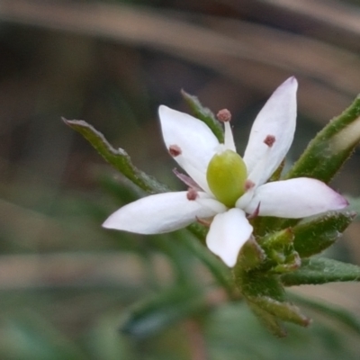 Rhytidosporum procumbens (White Marianth) at Gundary, NSW - 12 Apr 2021 by trevorpreston