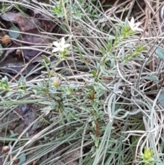 Rhytidosporum procumbens at Gundary, NSW - 12 Apr 2021