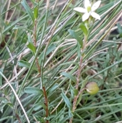 Rhytidosporum procumbens at Gundary, NSW - 12 Apr 2021 10:27 AM