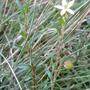 Rhytidosporum procumbens at Gundary, NSW - 12 Apr 2021