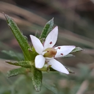 Rhytidosporum procumbens at Gundary, NSW - 12 Apr 2021