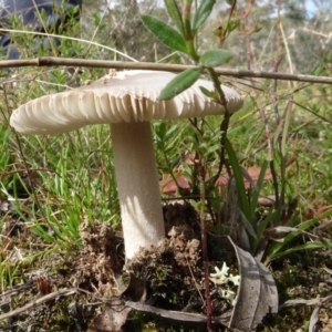 Amanita sp. at Lake George, NSW - 7 Apr 2021