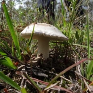 Amanita sp. at Lake George, NSW - 7 Apr 2021 01:16 PM