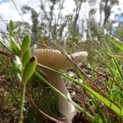 Amanita sp. at Lake George, NSW - 7 Apr 2021