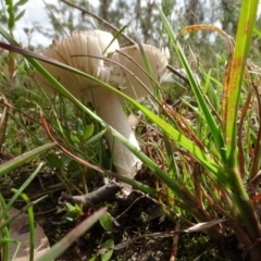 Amanita sp. at Lake George, NSW - 7 Apr 2021