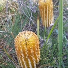 Banksia spinulosa var. spinulosa (Hairpin Banksia) at Gundary, NSW - 12 Apr 2021 by tpreston