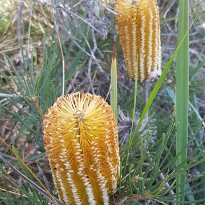 Banksia spinulosa var. spinulosa (Hairpin Banksia) at Gundary, NSW - 12 Apr 2021 by trevorpreston