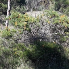 Banksia spinulosa var. spinulosa at Gundary, NSW - 12 Apr 2021