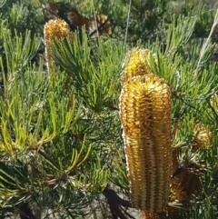 Banksia spinulosa var. spinulosa at Gundary, NSW - 12 Apr 2021