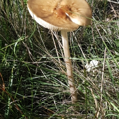 Oudemansiella gigaspora group (Rooting Shank) at Goulburn Mulwaree Council - 12 Apr 2021 by trevorpreston