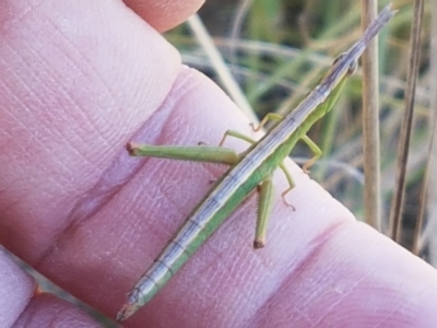 Keyacris scurra (Key's Matchstick Grasshopper) at Gundary, NSW - 12 Apr 2021 by trevorpreston