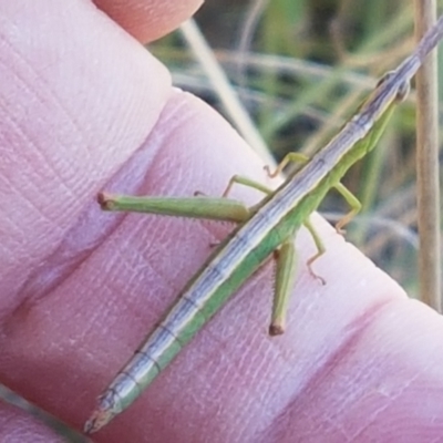 Keyacris scurra (Key's Matchstick Grasshopper) at Pomaderris Nature Reserve - 12 Apr 2021 by trevorpreston