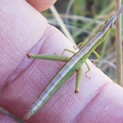 Keyacris scurra (Key's Matchstick Grasshopper) at Goulburn Mulwaree Council - 12 Apr 2021 by trevorpreston