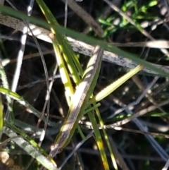 Keyacris scurra at Gundary, NSW - 12 Apr 2021