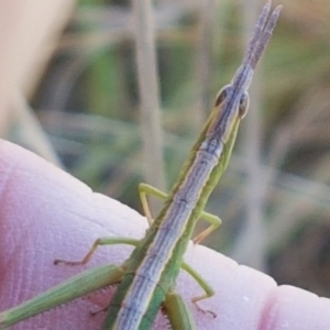 Keyacris scurra at Gundary, NSW - 12 Apr 2021