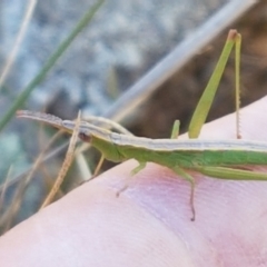 Keyacris scurra at Gundary, NSW - 12 Apr 2021