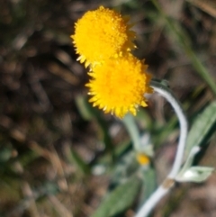 Chrysocephalum apiculatum (Common Everlasting) at Pomaderris Nature Reserve - 12 Apr 2021 by trevorpreston