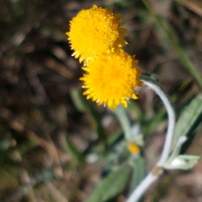 Chrysocephalum apiculatum (Common Everlasting) at Gundary, NSW - 12 Apr 2021 by tpreston