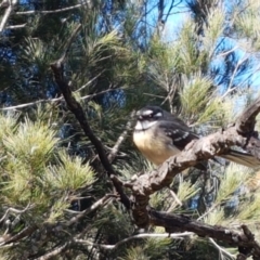 Rhipidura albiscapa (Grey Fantail) at Goulburn Mulwaree Council - 12 Apr 2021 by trevorpreston