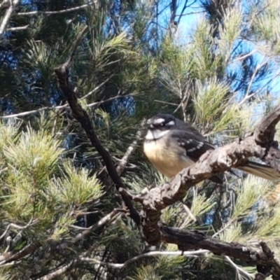 Rhipidura albiscapa (Grey Fantail) at Gundary, NSW - 12 Apr 2021 by tpreston