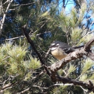 Rhipidura albiscapa at Gundary, NSW - 12 Apr 2021